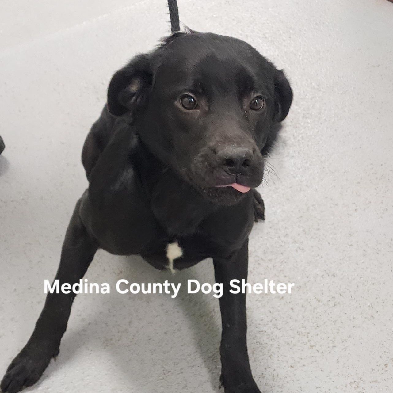 Enlarge Ben, a ADOPTABLE mixed breed in Medina, OH image 1/1