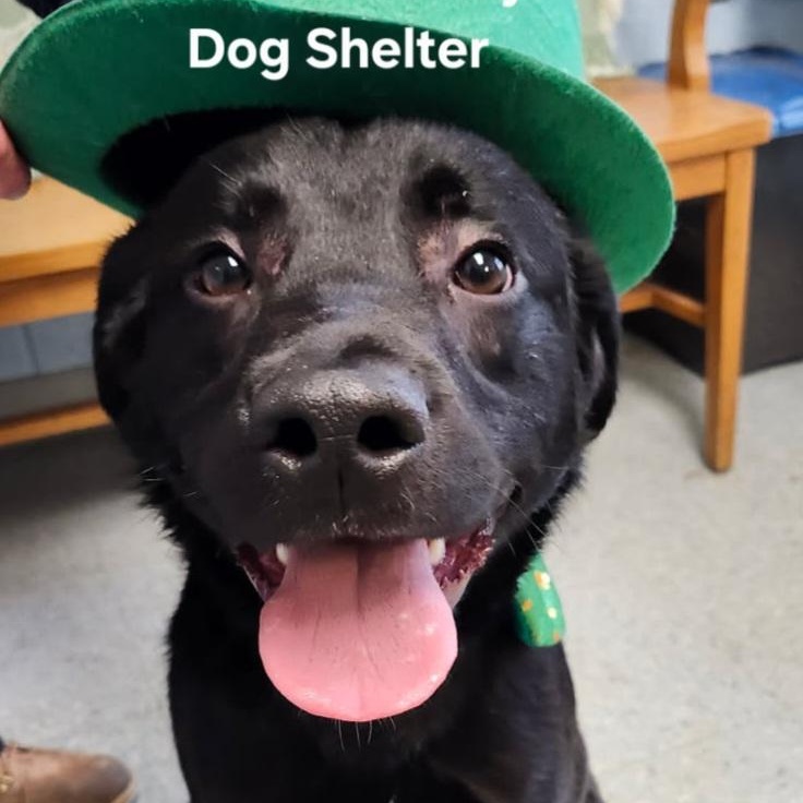 Enlarge Ben, an adopted mixed breed in Medina, OH image 1/2