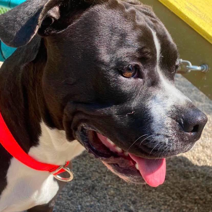 Enlarge Charlotte, a ADOPTABLE mixed breed in Marseilles, IL image 1/2