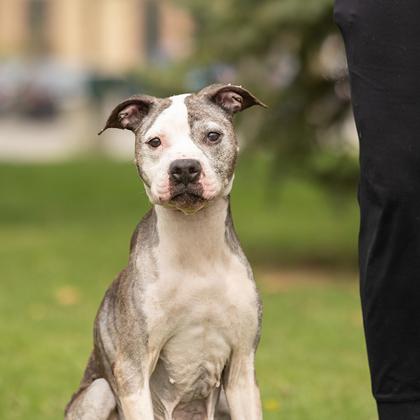 Mamas, ADOPTABLE, Senior Female Mixed Breed.