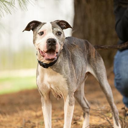 Enlarge Mamas, a ADOPTABLE mixed breed in Hilliard, OH image 4/4