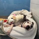 Enlarge Mamas, a ADOPTABLE mixed breed in Hilliard, OH image 2/4