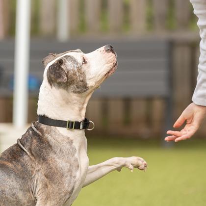 Enlarge Mamas, a ADOPTABLE mixed breed in Hilliard, OH image 3/4