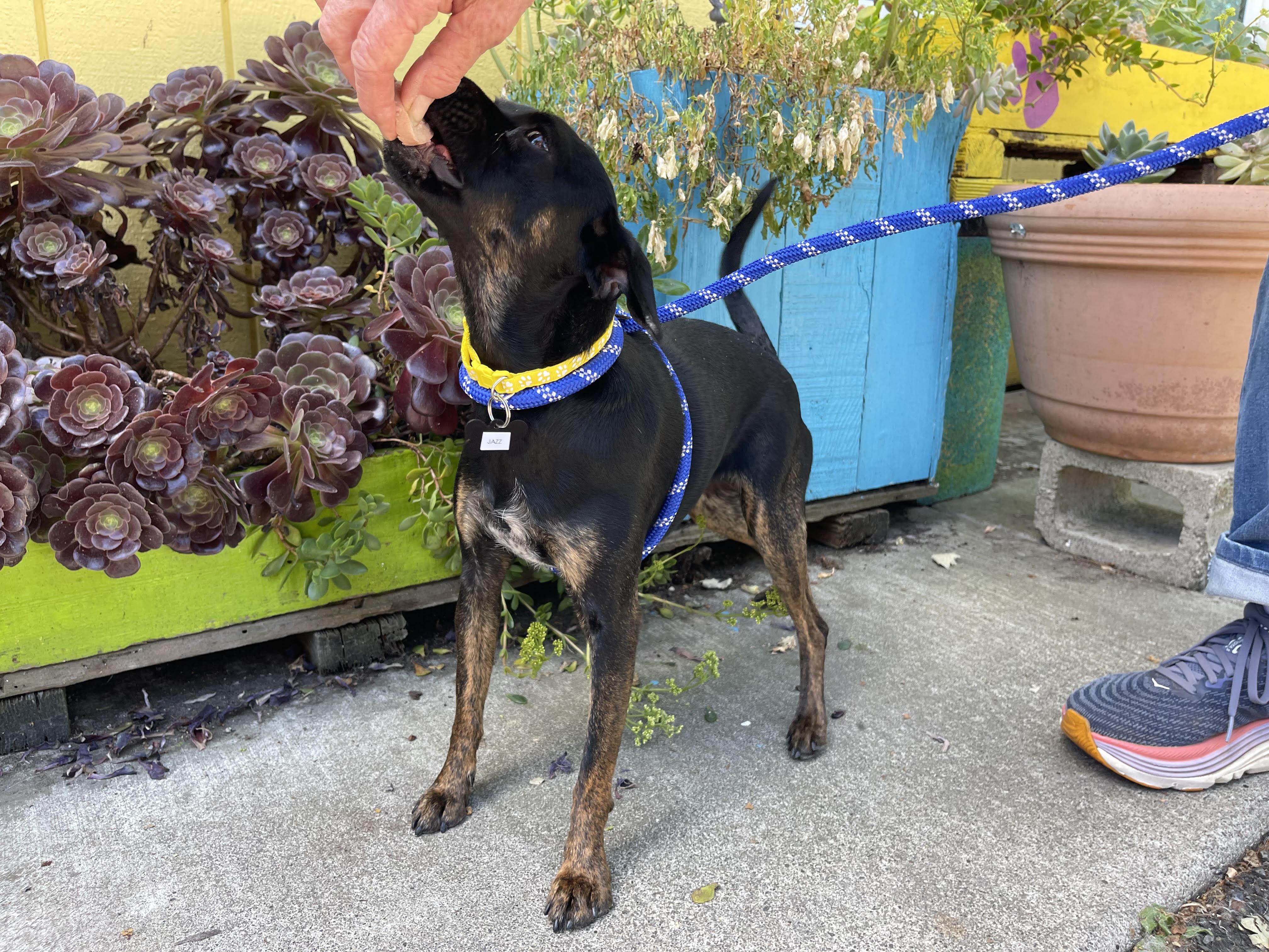 Jazz, a ADOPTABLE mixed breed in Santa Rosa, CA image 4/5