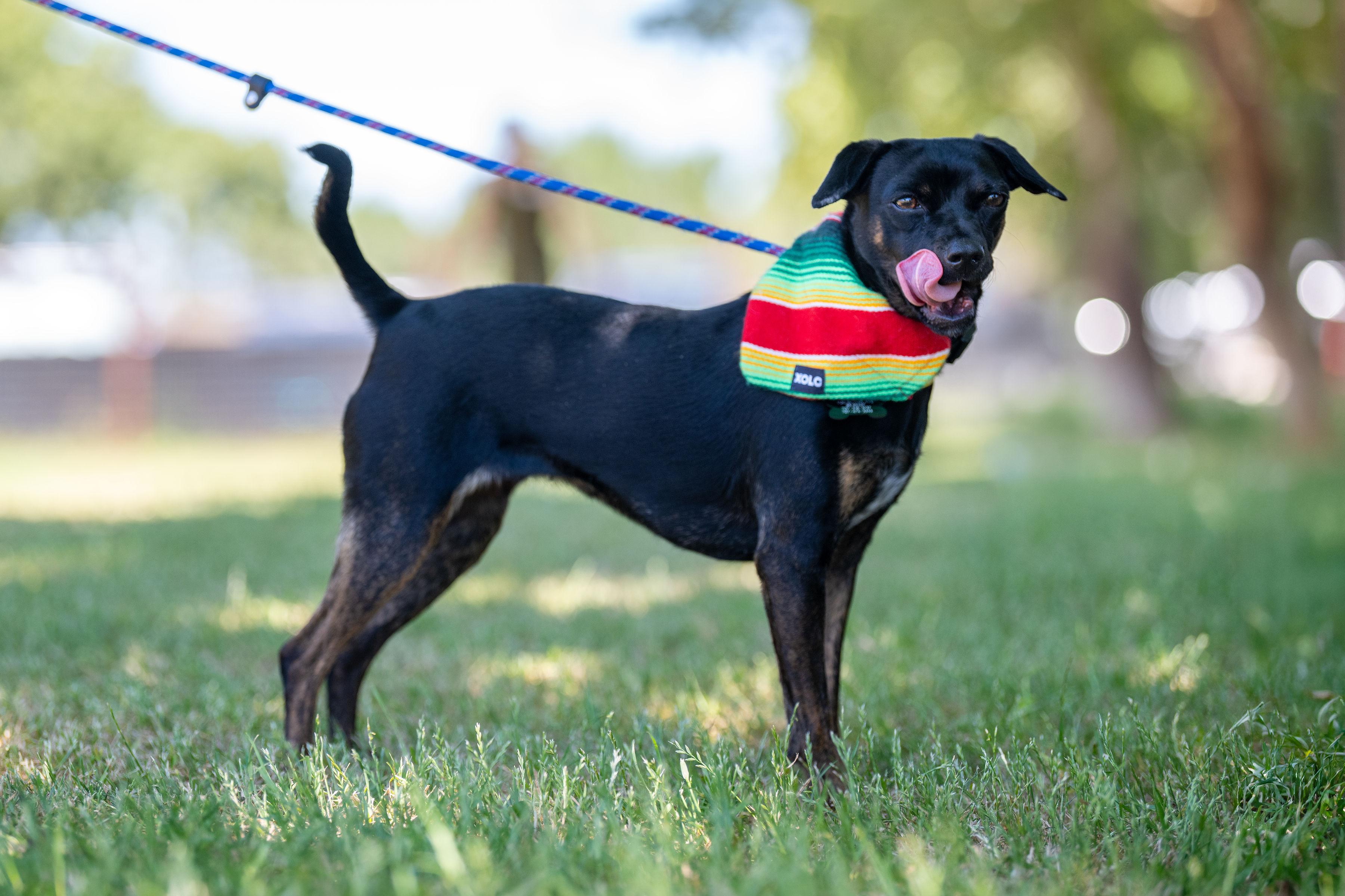 Jazz, a ADOPTABLE mixed breed in Santa Rosa, CA image 2/5