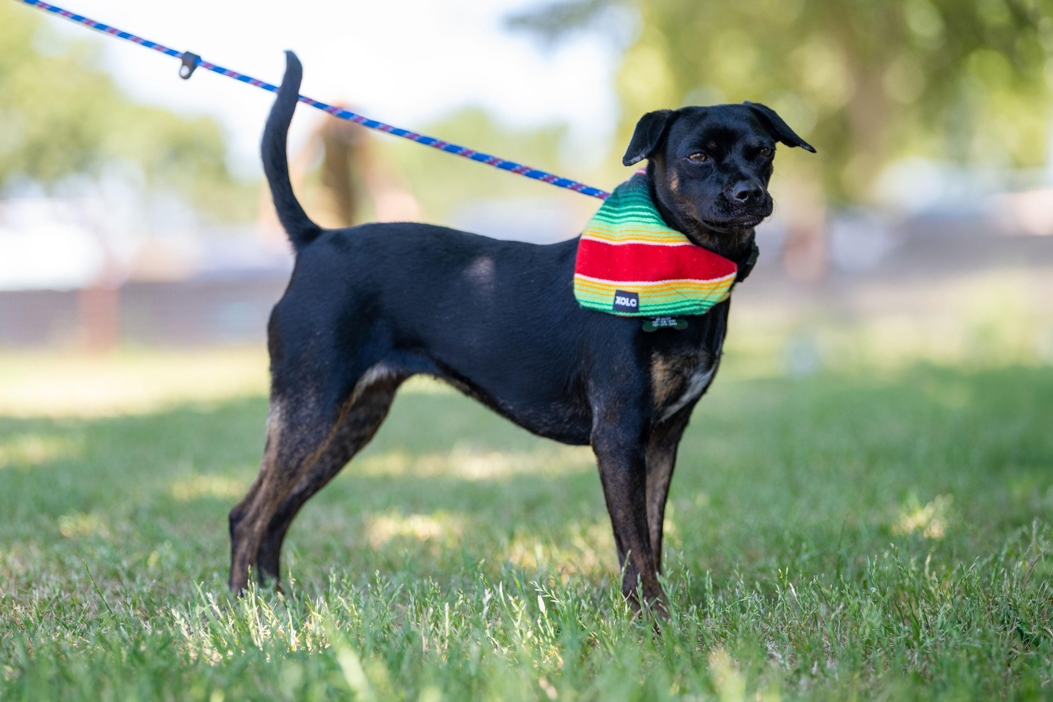 Jazz, a ADOPTABLE mixed breed in Santa Rosa, CA image 5/5