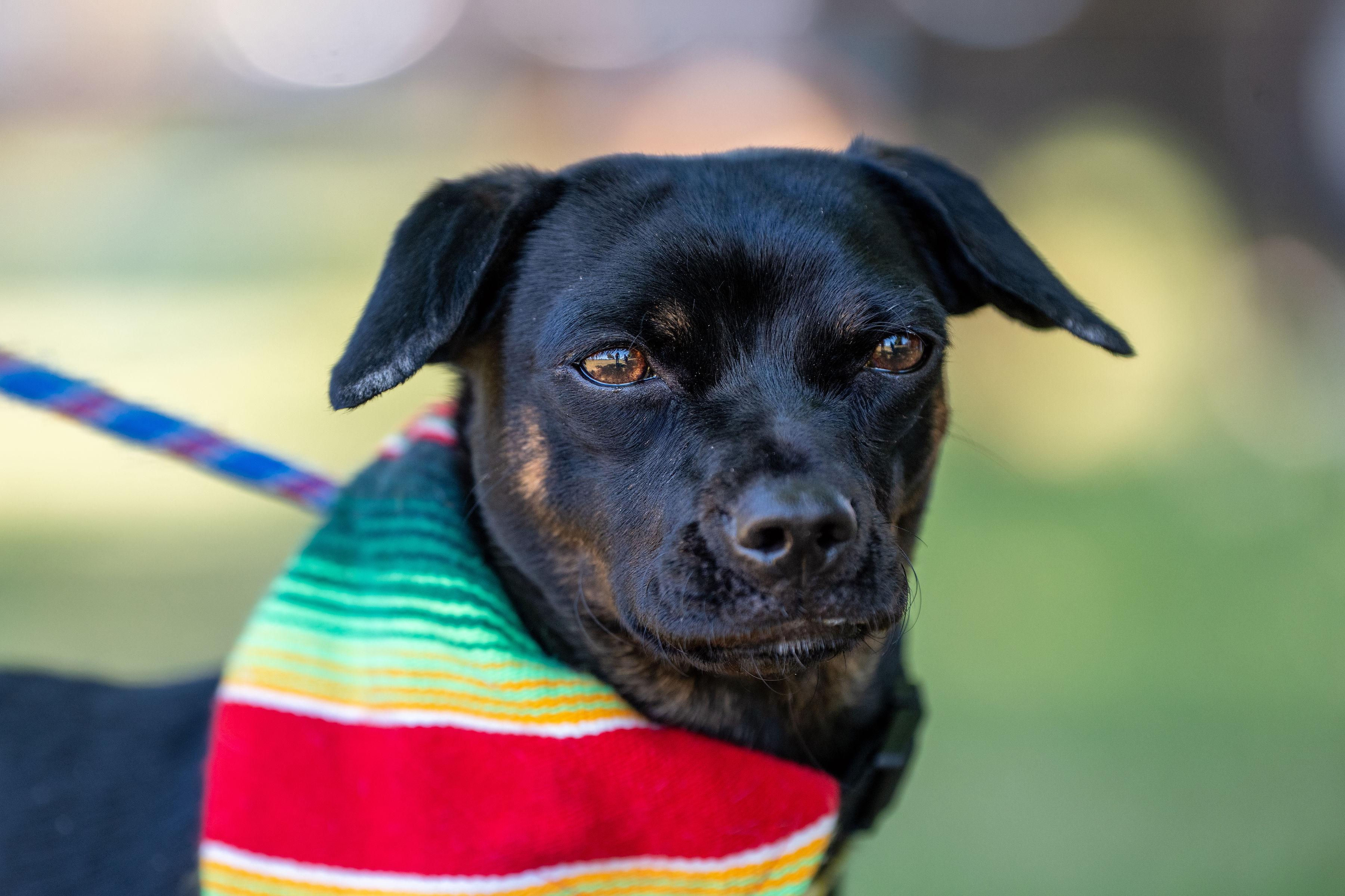 Jazz, ADOPTABLE, Young Female Chihuahua & Pug.