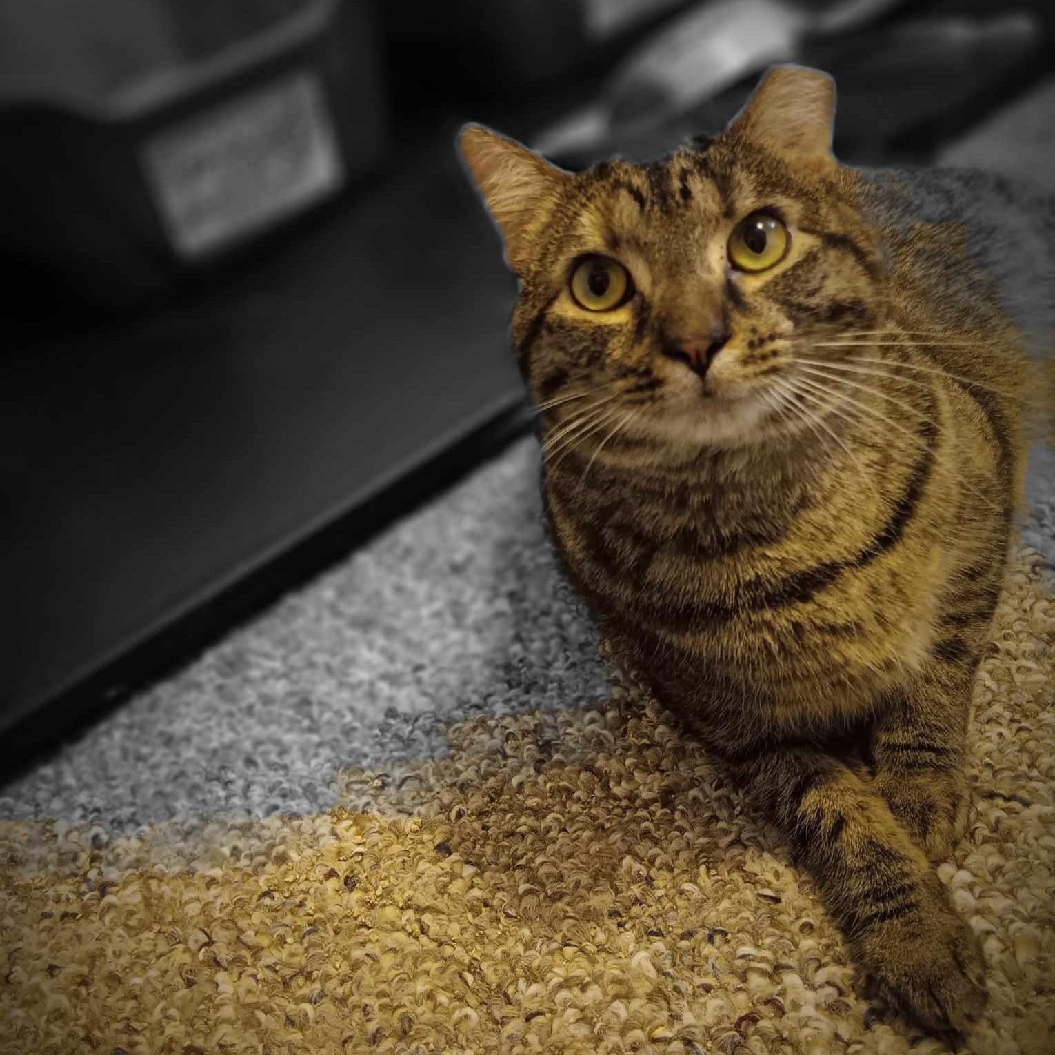 Heidi, an adopted Domestic Short Hair in Vine Grove, KY image 4/6