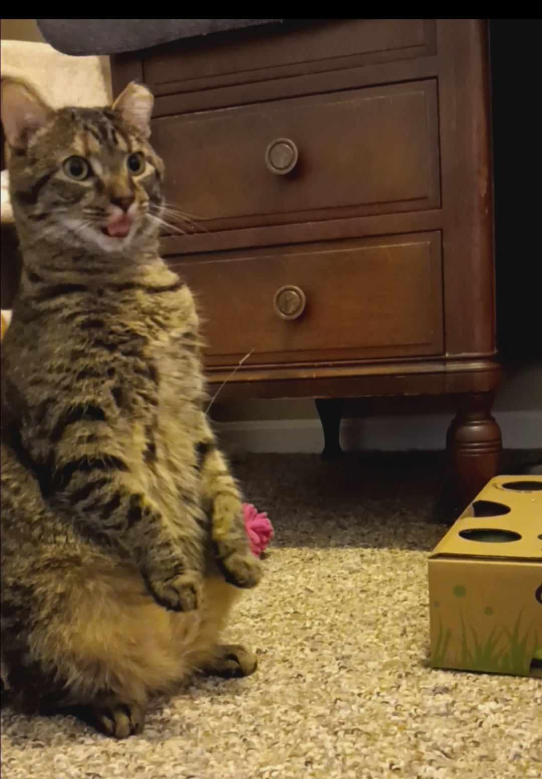 Heidi, an adopted Domestic Short Hair in Vine Grove, KY image 6/6