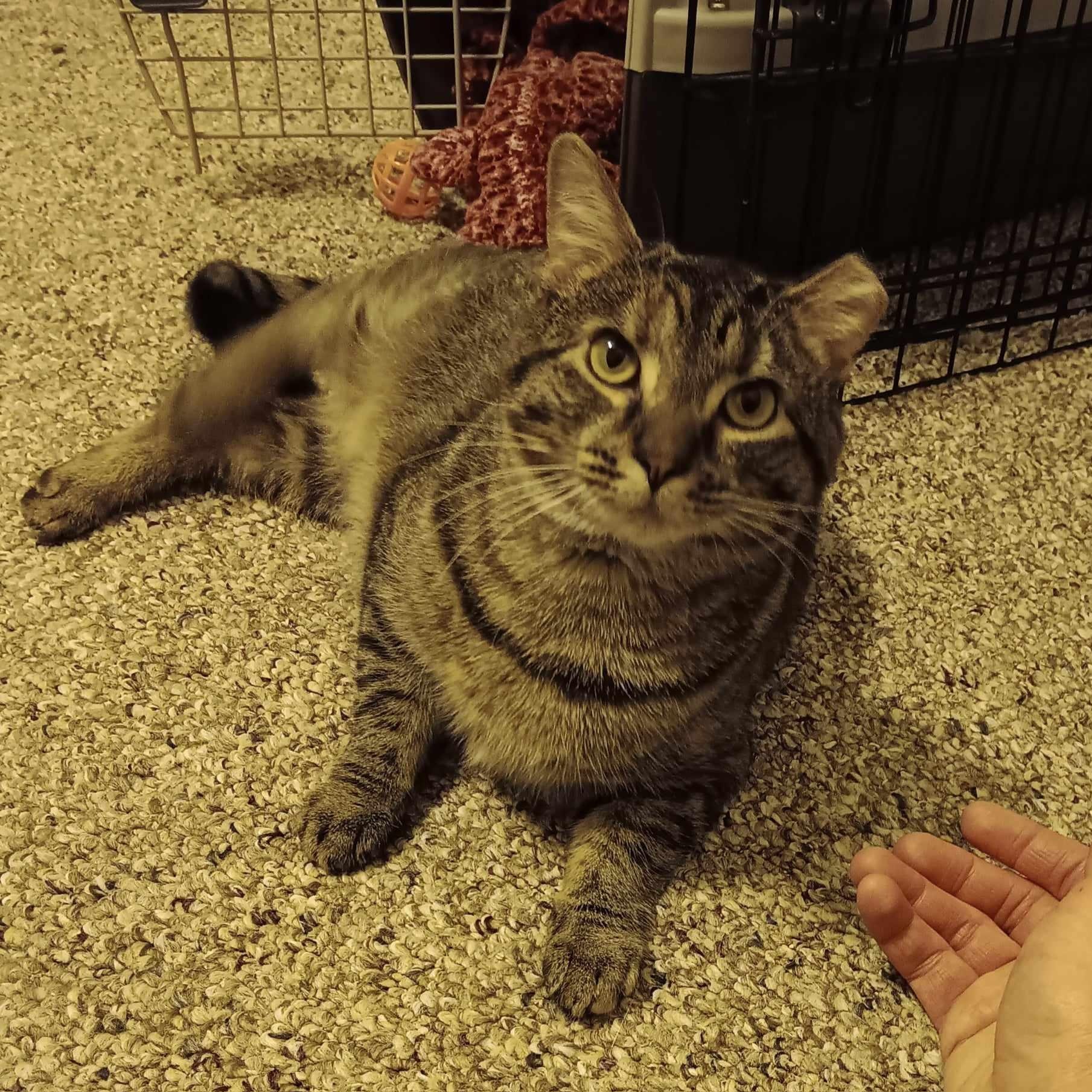 Heidi, an adopted Domestic Short Hair in Vine Grove, KY image 3/6