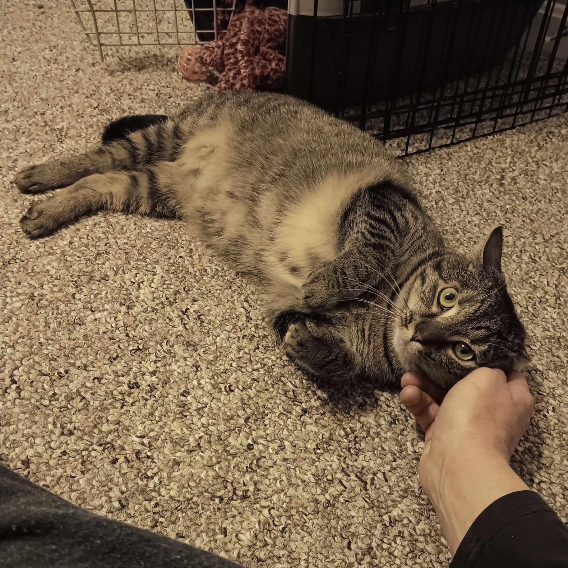 Heidi, an adopted Domestic Short Hair in Vine Grove, KY image 2/6