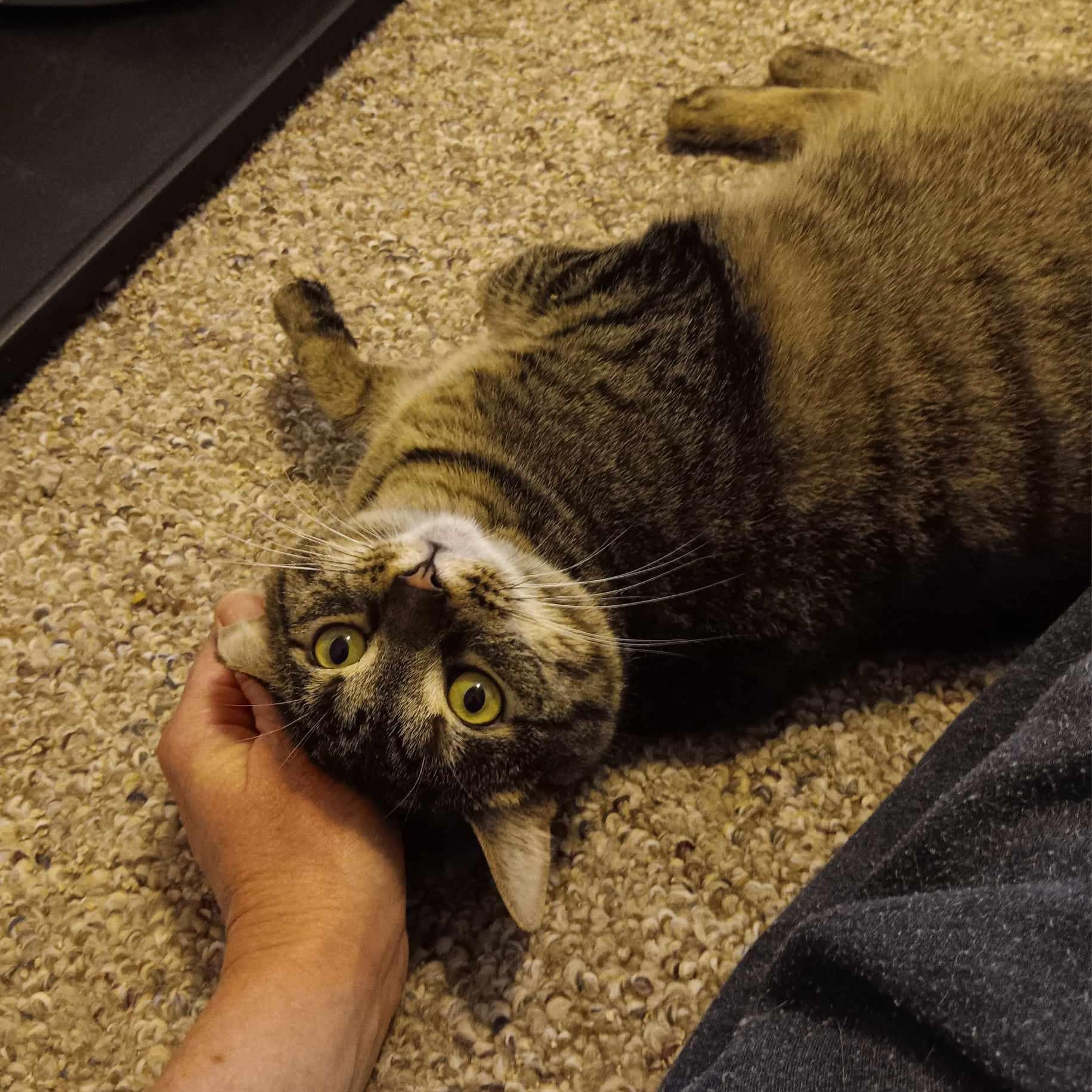 Heidi, an adopted Domestic Short Hair in Vine Grove, KY image 5/6