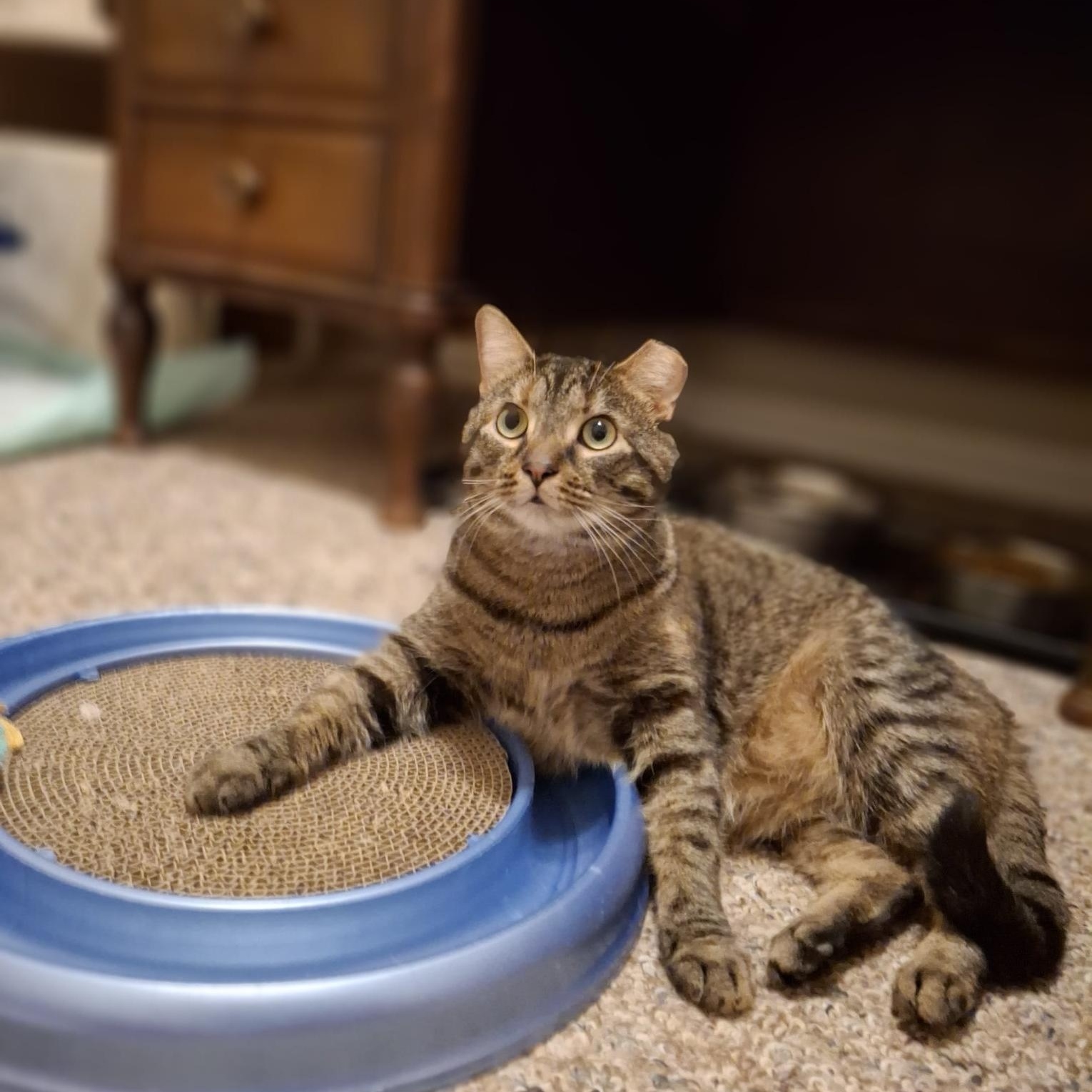 Heidi, adopted, Adult Female Domestic Short Hair.