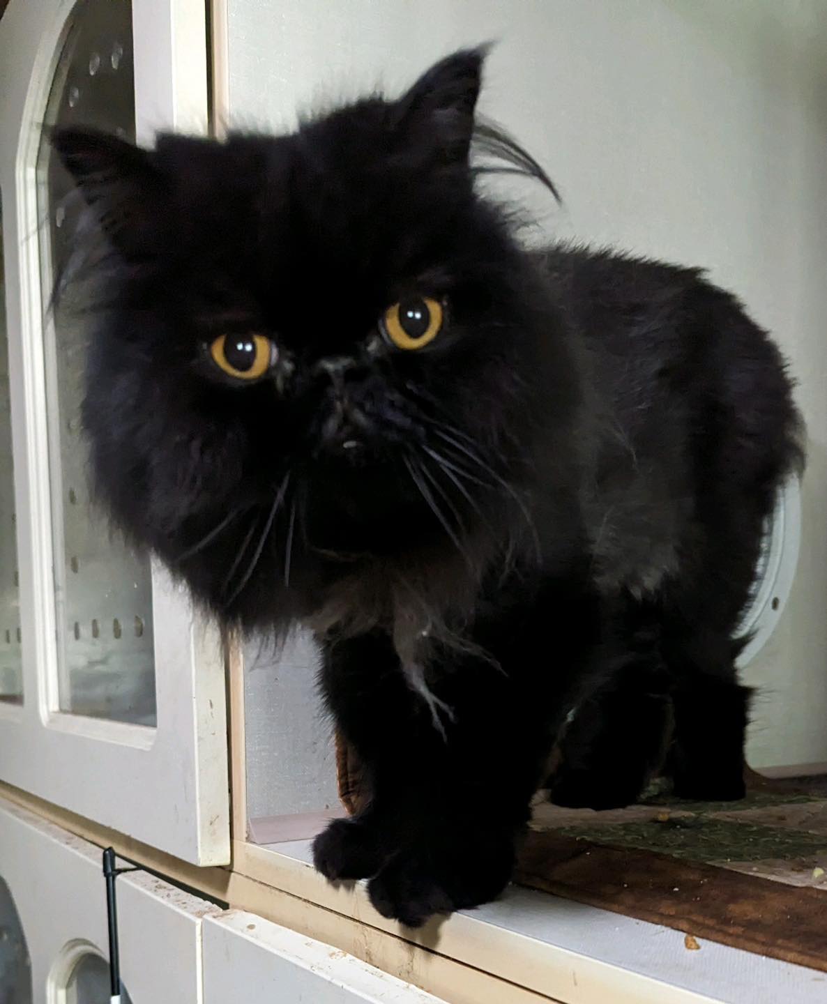 Pepe, Adopted, Young Male Persian.