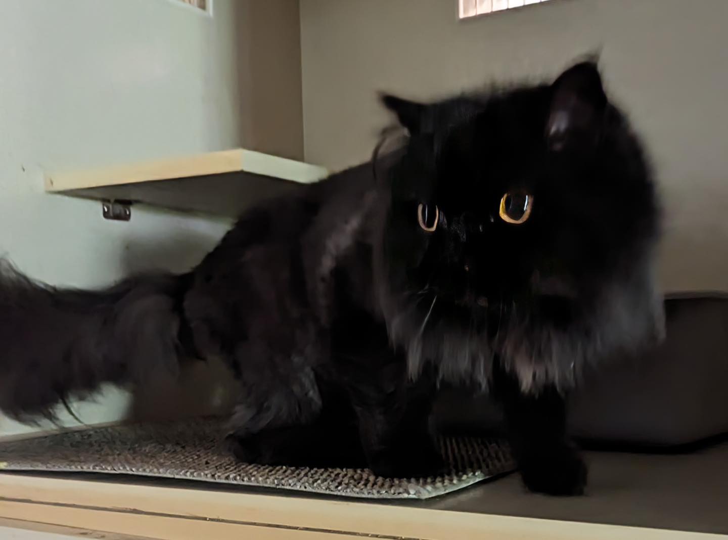 Enlarge Pepe, a Adopted Persian in Farmland, IN image 2/4