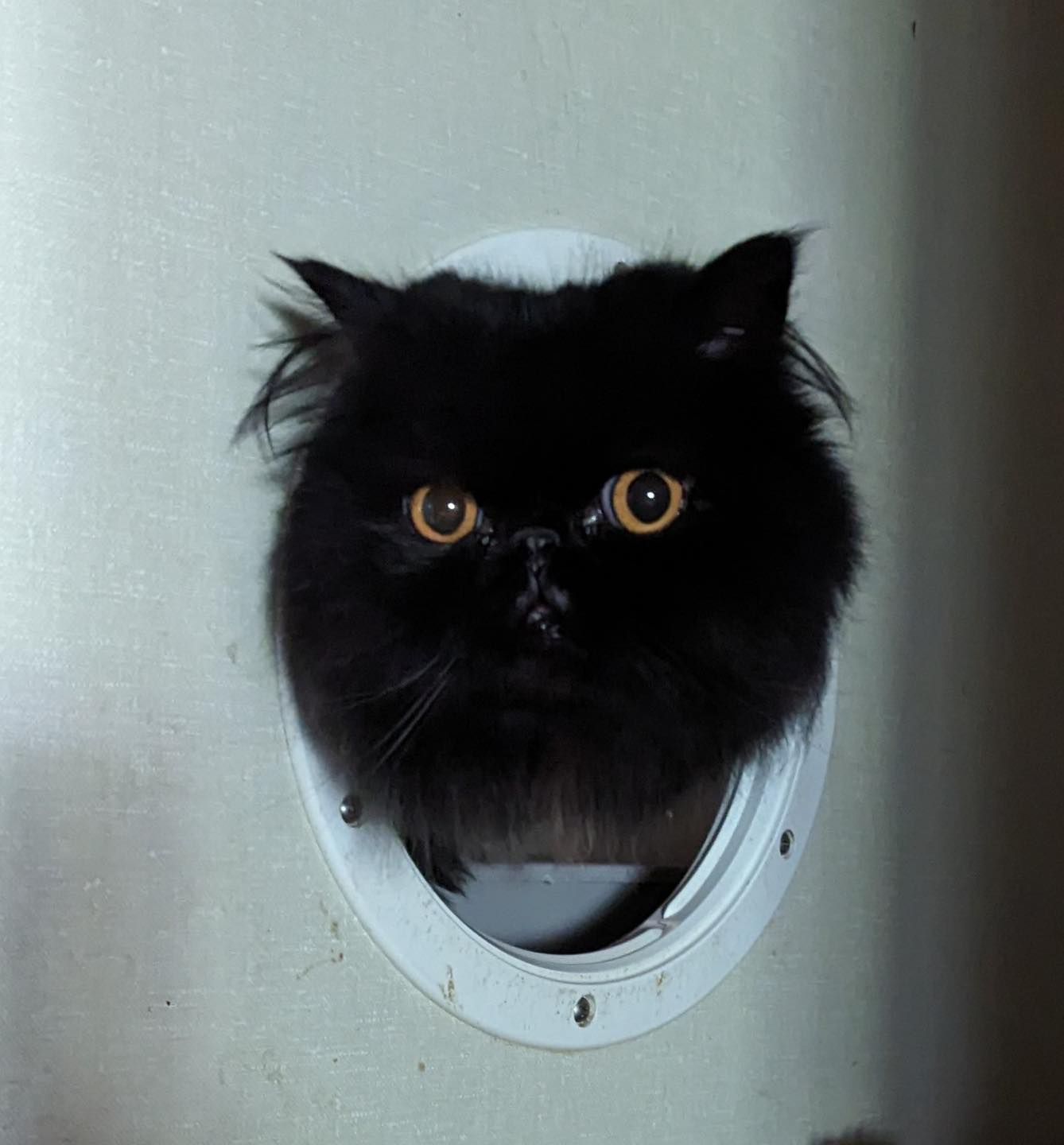 Enlarge Pepe, a Adopted Persian in Farmland, IN image 3/4