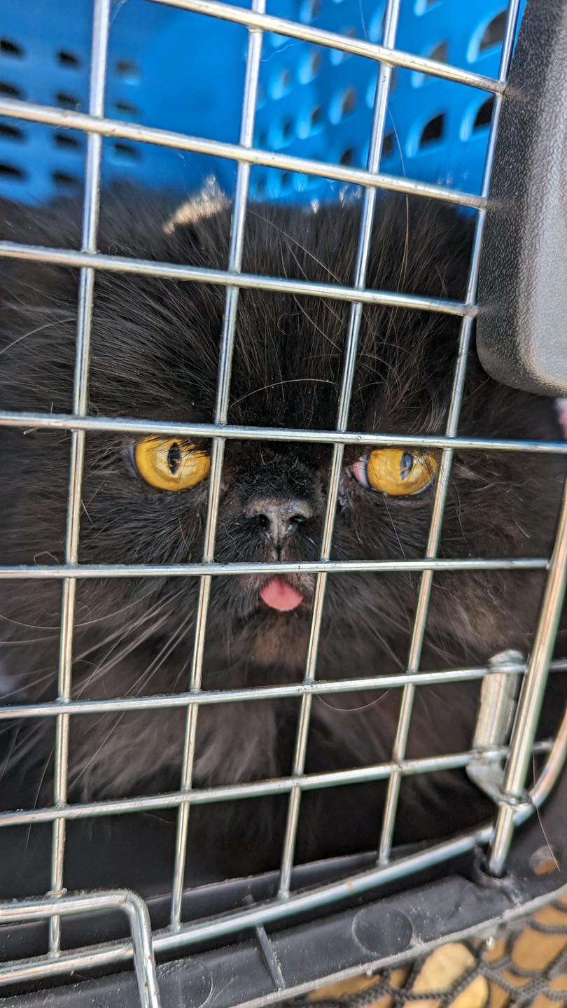 Enlarge Pepe, a Adopted Persian in Farmland, IN image 4/4