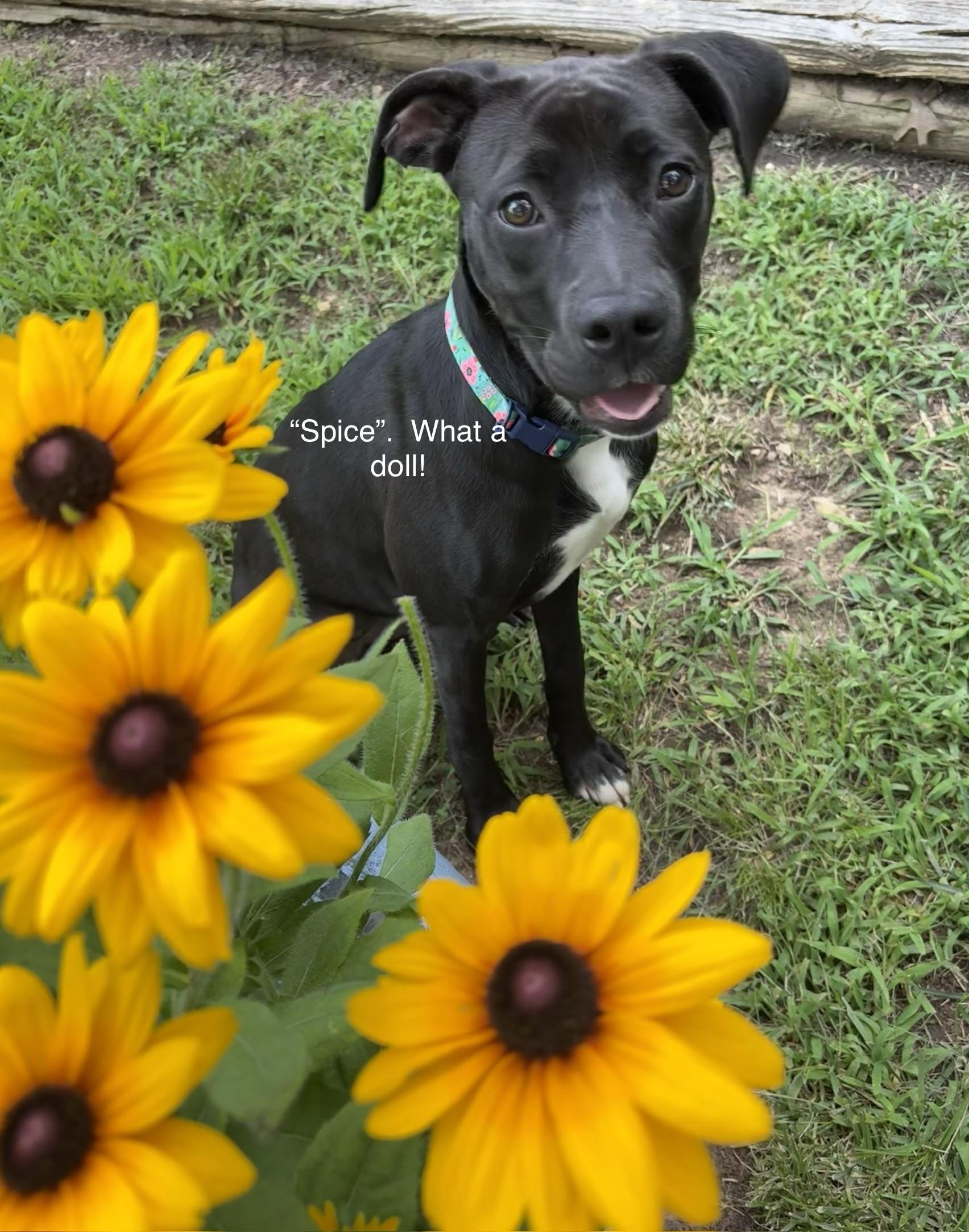 Enlarge Spice, a Adoptable mixed breed in Cherokee Village, AR image 1/4