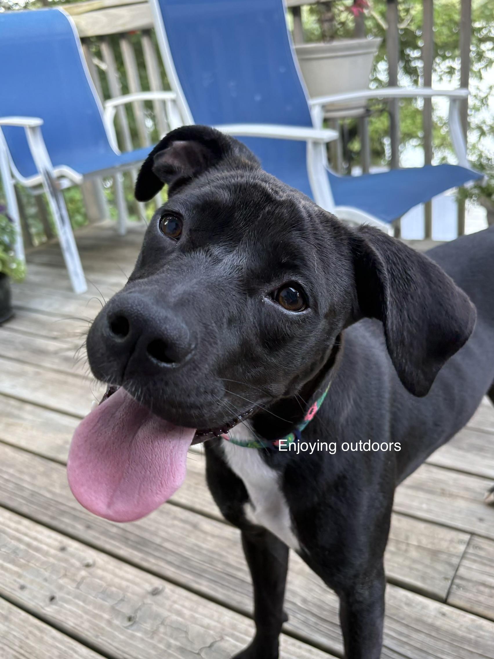Enlarge Spice, a Adoptable mixed breed in Cherokee Village, AR image 4/4