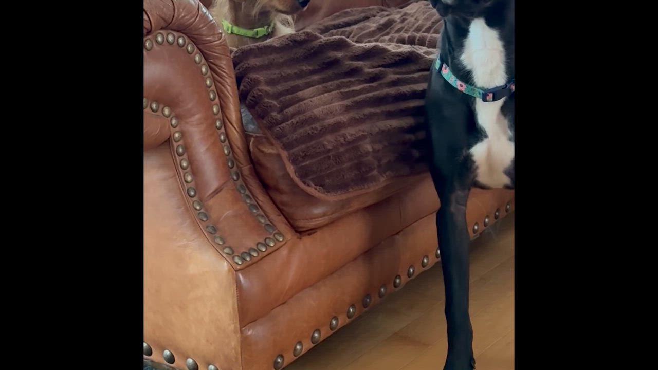 Enlarge Spice, a Adoptable mixed breed in Cherokee Village, AR video 2/4