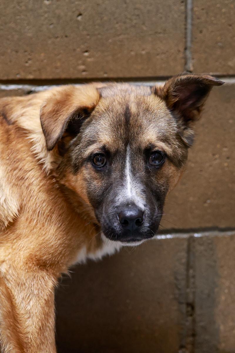 Enlarge Biscuit, a Adoptable Shepherd in Loogootee, IN image 2/3
