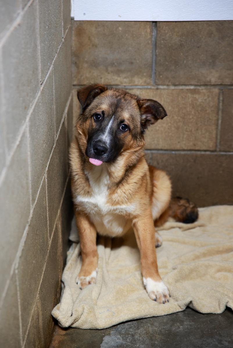 Enlarge Biscuit, a Adoptable Shepherd in Loogootee, IN image 3/3