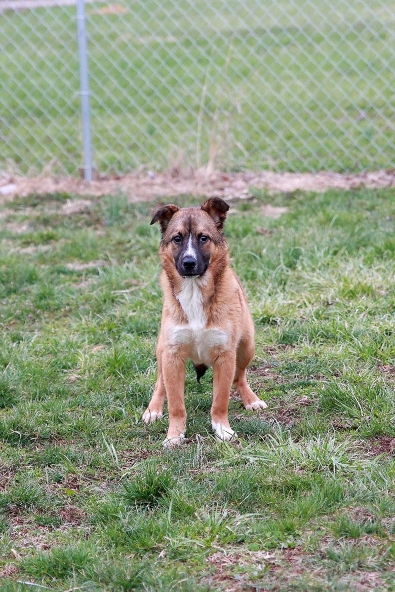 Biscuit, Adoptable, Young Male Shepherd.