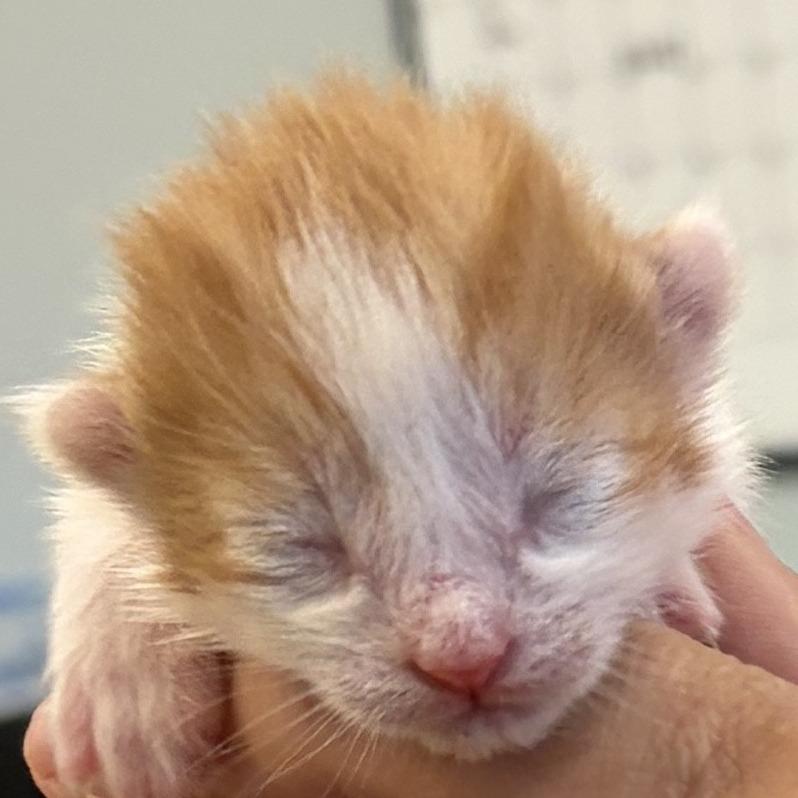 Ben, Adoptable, Kitten Male Domestic Short Hair.