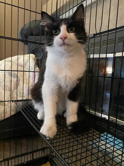 Mishka, a Adoptable Domestic Short Hair in Lebec, CA image 2/2