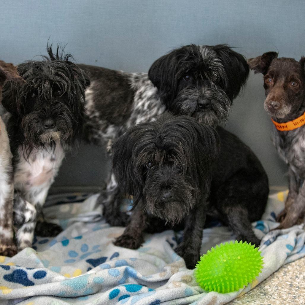 Enlarge Rudy (JN25-370), a Adoptable Schnauzer in Peyton, CO image 3/6
