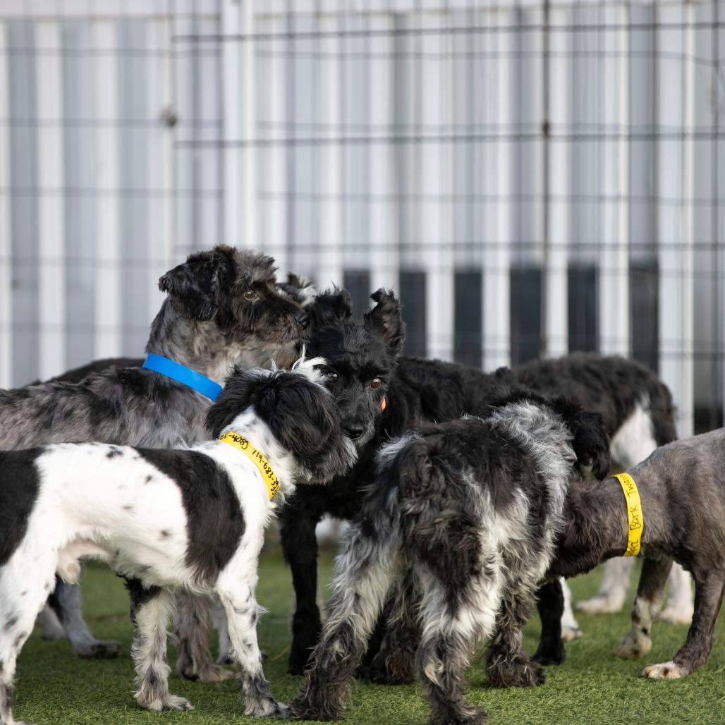 Enlarge Rudy (JN25-370), a Adoptable Schnauzer in Peyton, CO image 4/6