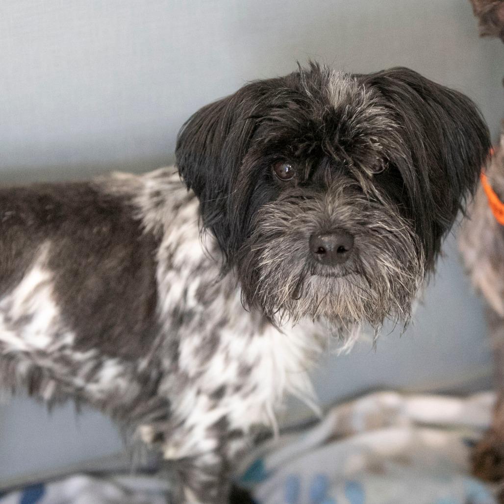 Enlarge Rudy (JN25-370), a Adoptable Schnauzer in Peyton, CO image 5/6