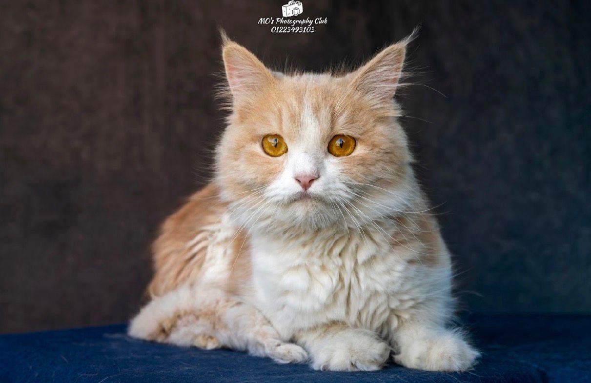 Bianca, a ADOPTABLE mixed breed in Newmarket, ON image 1/5
