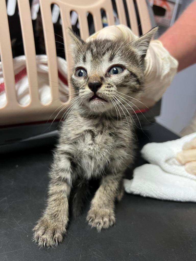 Mabel, Adoptable, Kitten Female Domestic Short Hair.