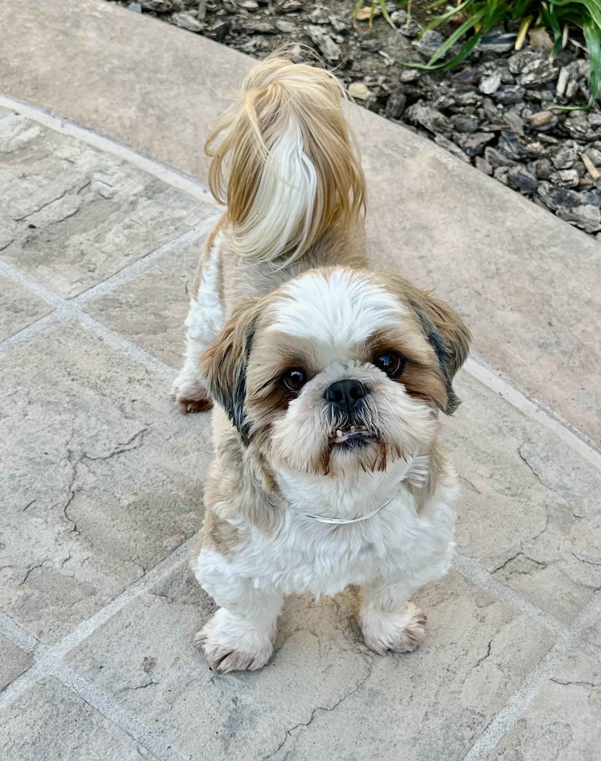 Enlarge Micky, a Adoptable Shih Tzu in Fremont, CA image 1/2