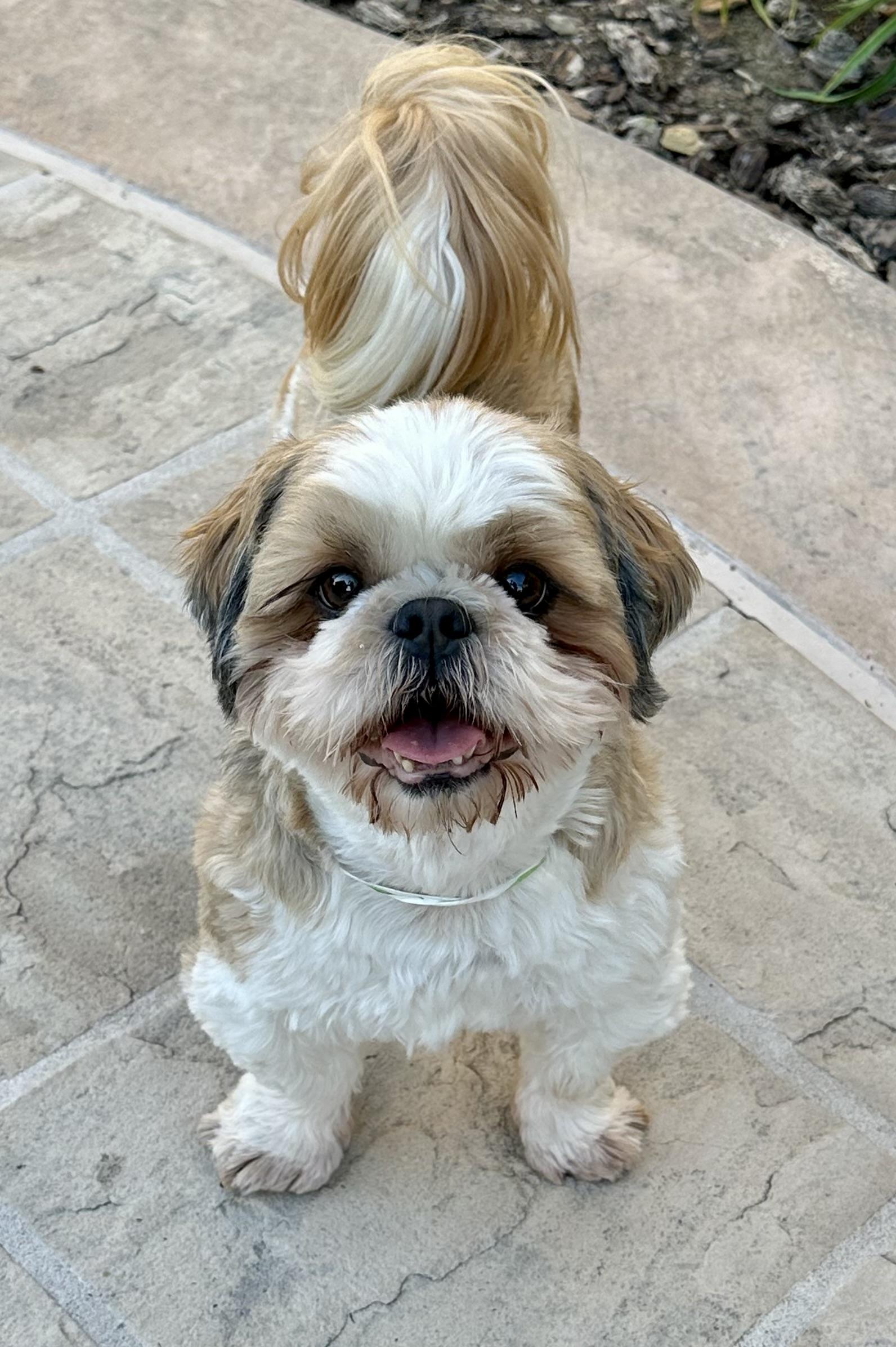 Enlarge Micky, a Adoptable Shih Tzu in Fremont, CA image 2/2