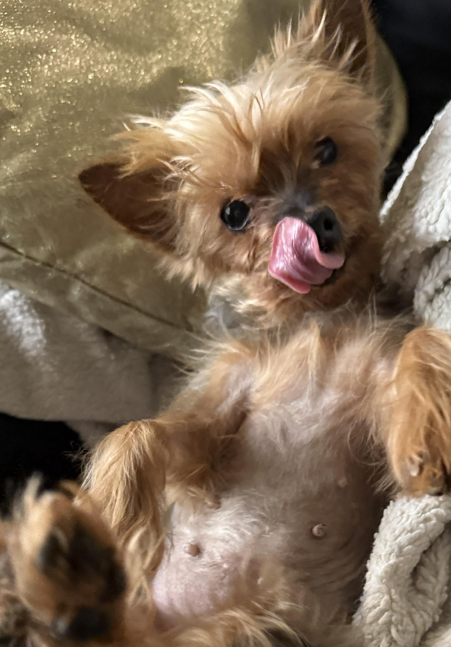 Tiny terrier ready for love! Meet Hadassah, Adoptable, Adult Female Yorkshire Terrier.