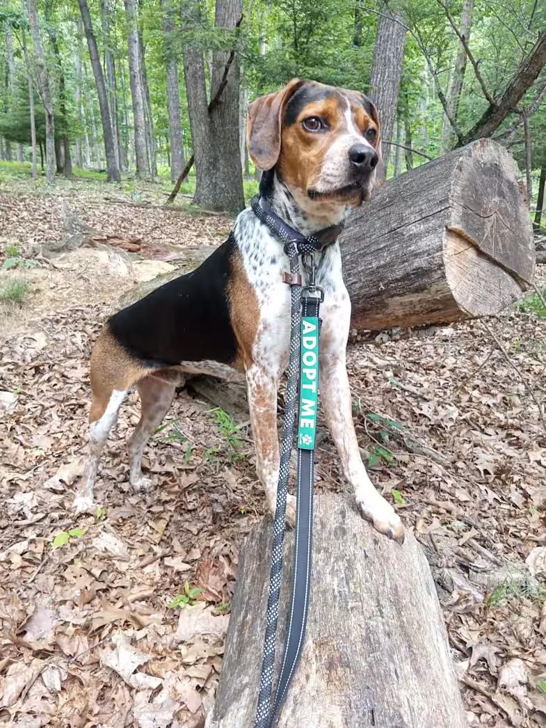 Enlarge Dewey - Sponsored, a Adoptable Bluetick Coonhound in Monterey, VA image 3/4