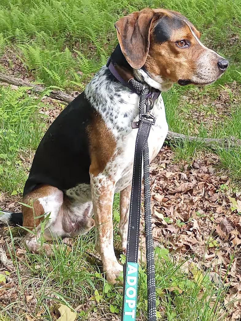 Enlarge Dewey - Sponsored, a Adoptable Bluetick Coonhound in Monterey, VA image 4/4