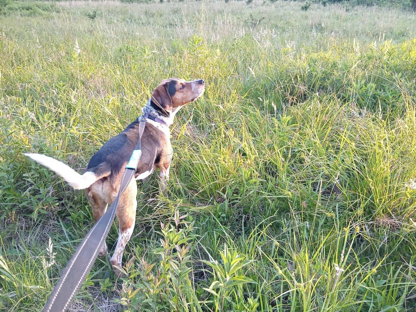 Enlarge Dewey - Sponsored, a Adoptable Bluetick Coonhound in Monterey, VA image 2/4