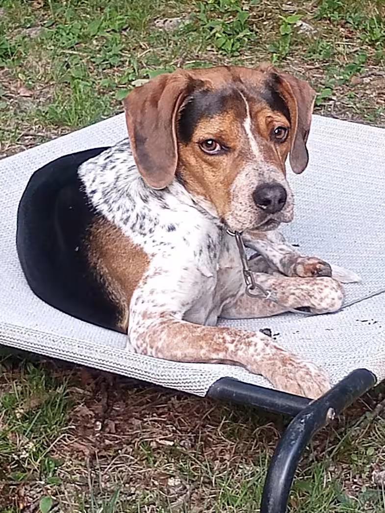 Dewey - Sponsored, Adoptable, Young Male Bluetick Coonhound.