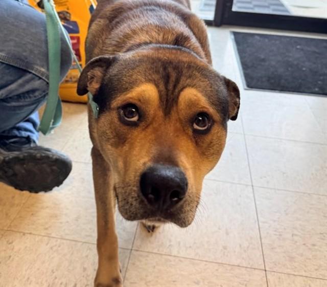 Enlarge DIESEL, a Adoptable mixed breed in Olathe, KS image 1/1
