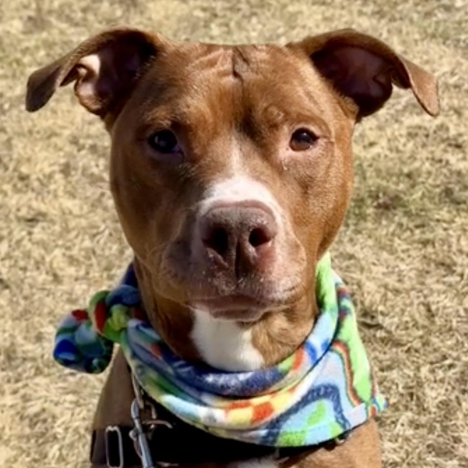 Diesel, Adoptable, Adult Male Mixed Breed.