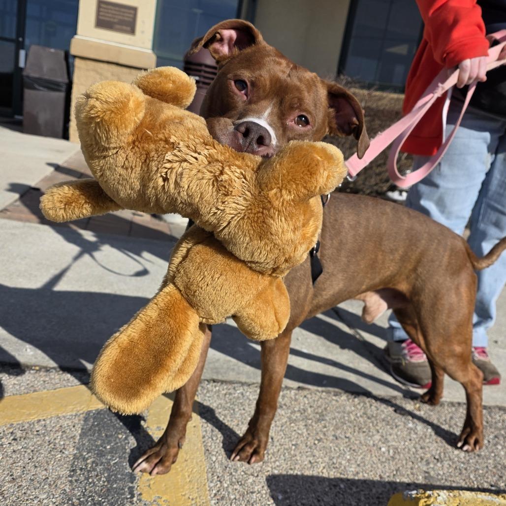 Enlarge Diesel, a Adoptable Mixed Breed in Waukesha, WI image 2/2