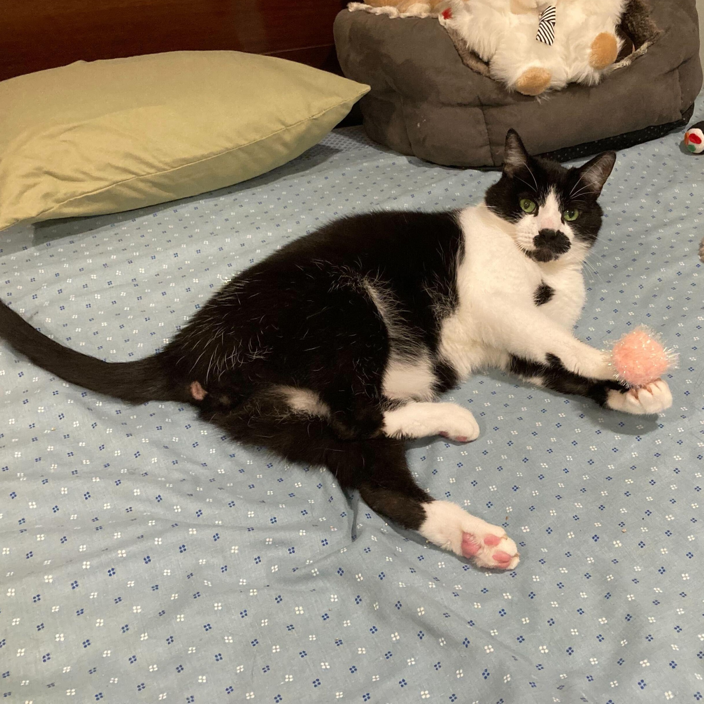 Enlarge Versace, a Adoptable Domestic Short Hair in Waltham, MA image 3/6