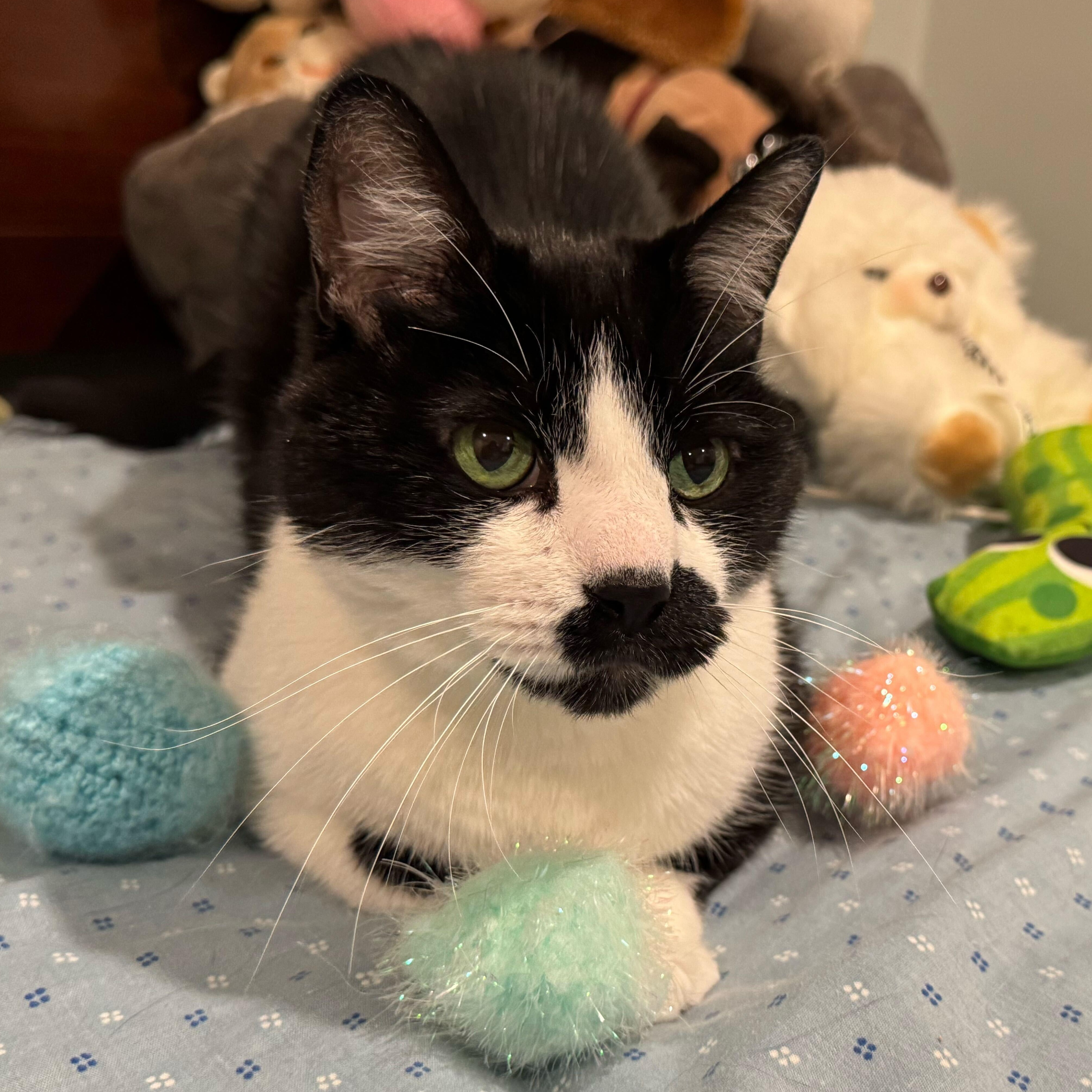 Enlarge Versace, a Adoptable Domestic Short Hair in Waltham, MA image 1/6