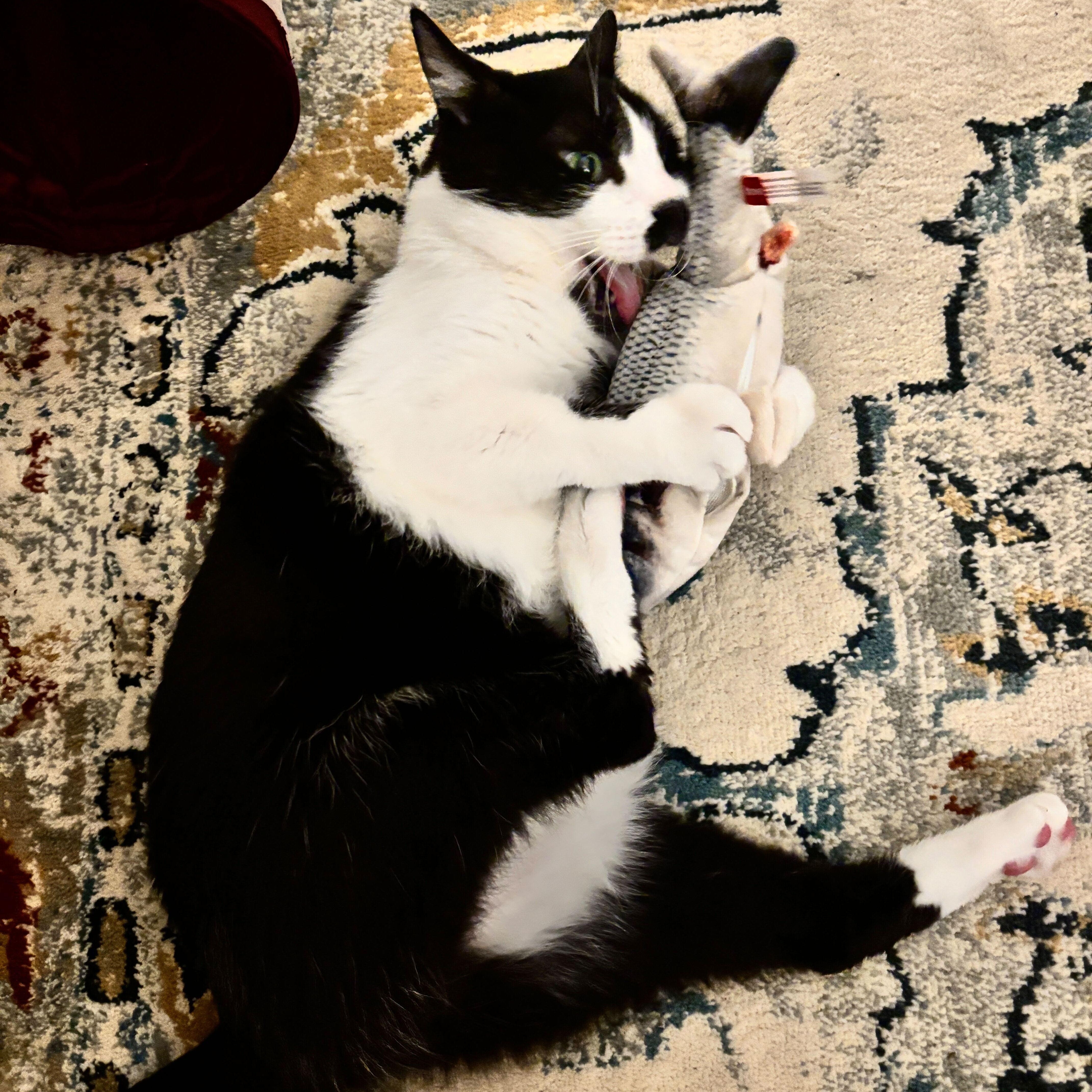 Enlarge Versace, a Adoptable Domestic Short Hair in Waltham, MA image 4/6