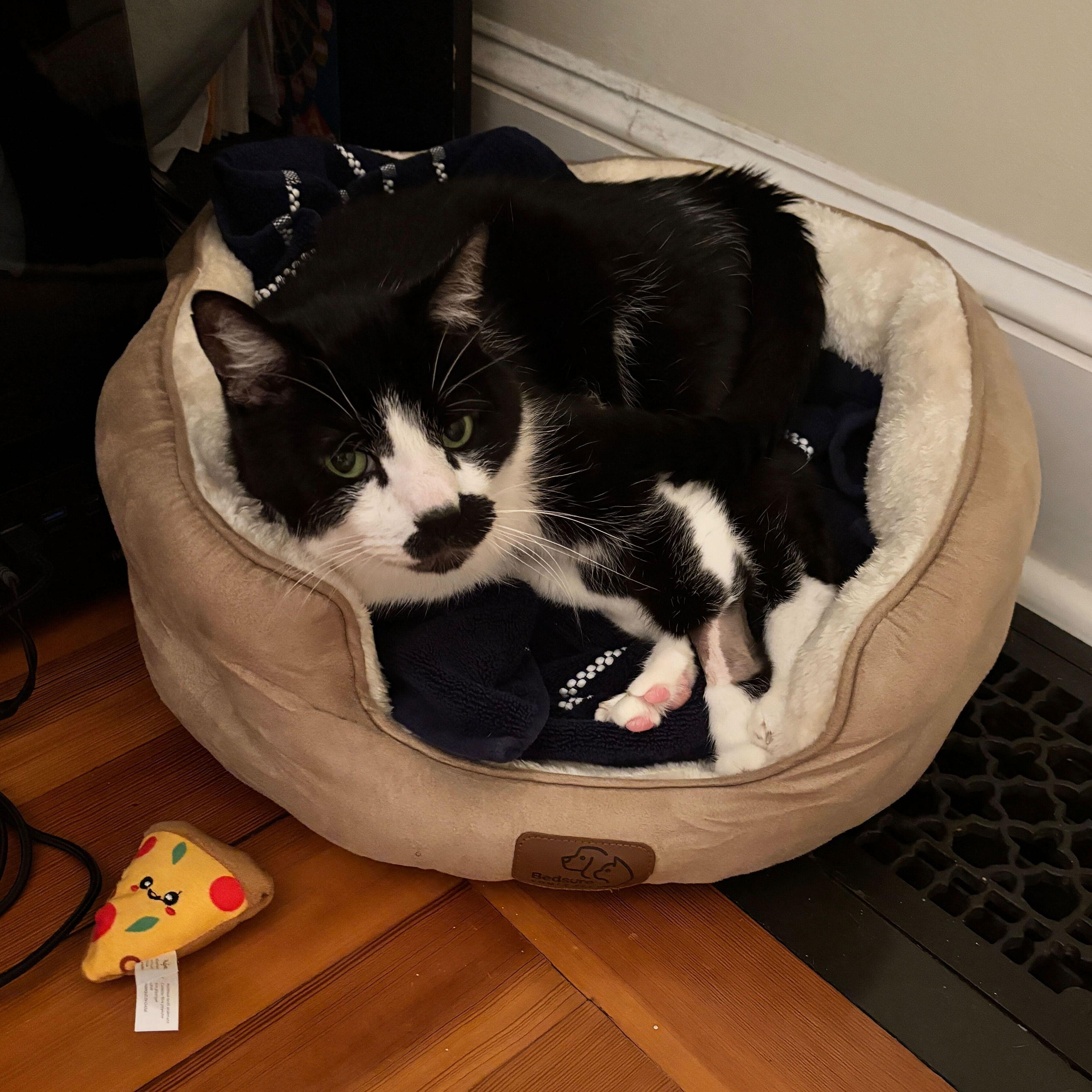 Enlarge Versace, a Adoptable Domestic Short Hair in Waltham, MA image 2/6