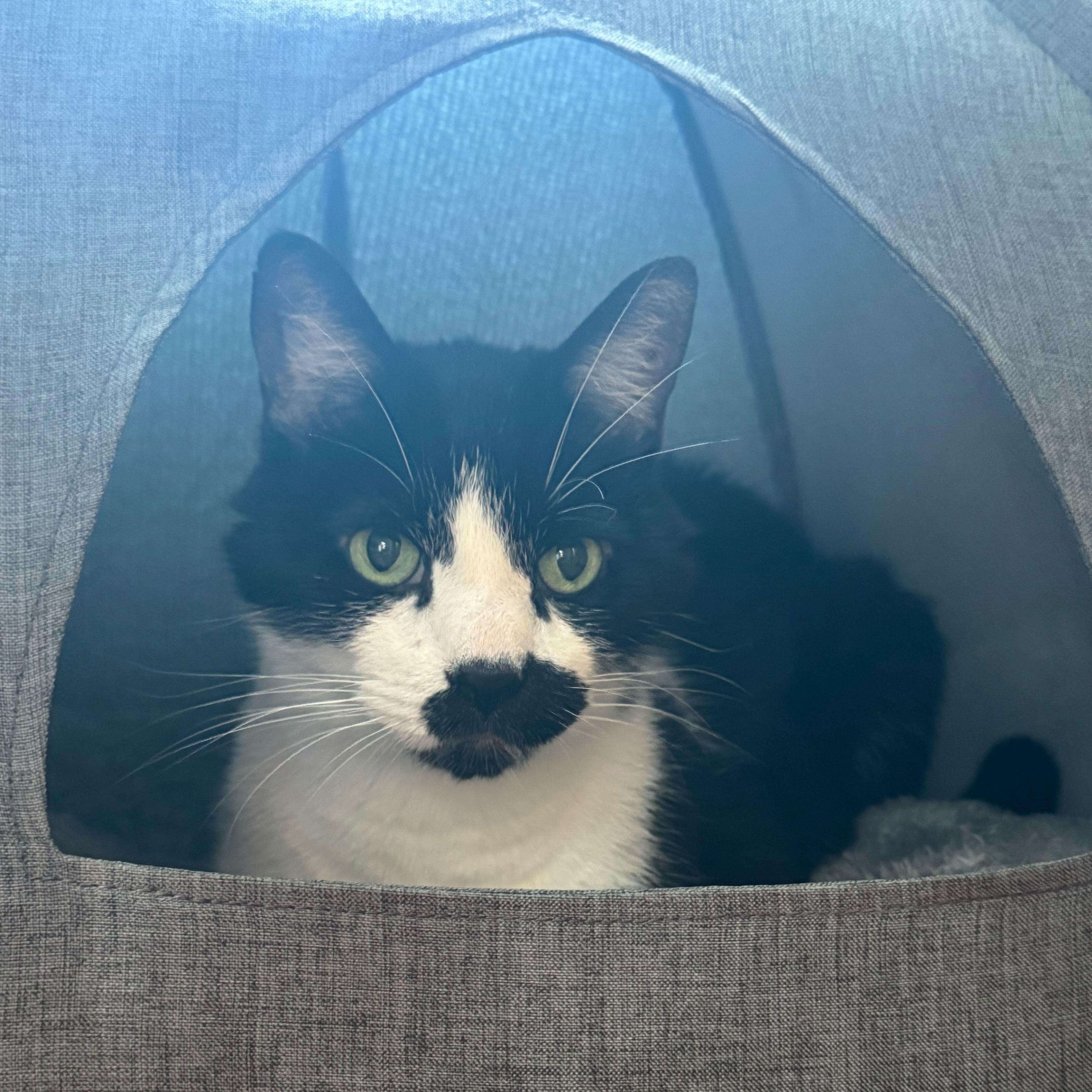 Enlarge Versace, a Adoptable Domestic Short Hair in Waltham, MA image 5/6