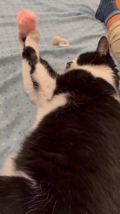 Enlarge Versace, a Adoptable Domestic Short Hair in Waltham, MA video 6/6